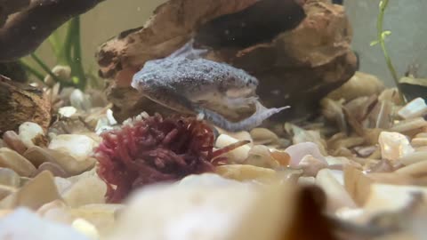 African dwarf frog molting