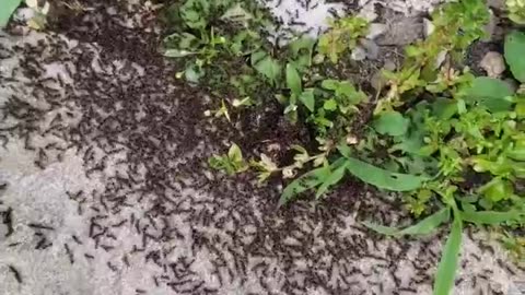 ANTS ANTS ANTS!!!