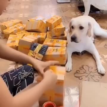 Funny animals | Clever Dog | Clever Pet