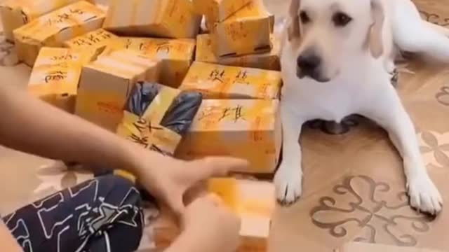 Funny animals | Clever Dog | Clever Pet