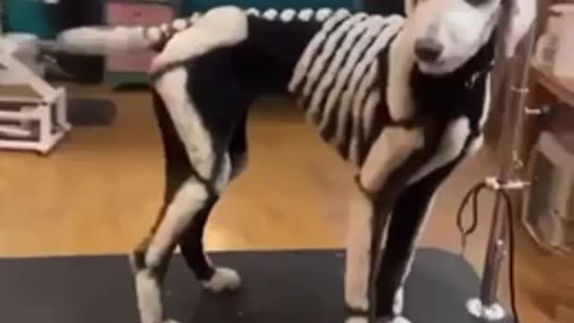 Doggo is ready for Halloween!
