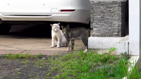 cats playing outside