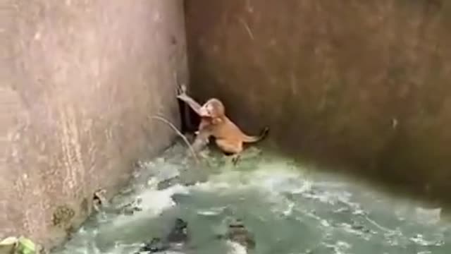 Baby monkey trapped in crocodile's pond