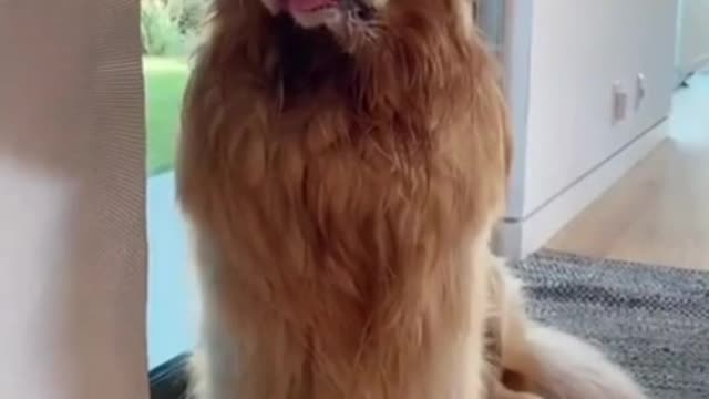 Dog said what the is wrong now