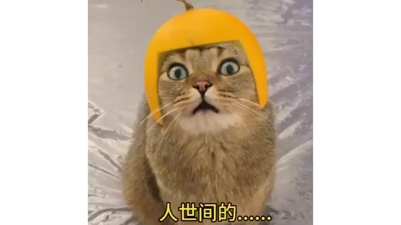 Cat funny video