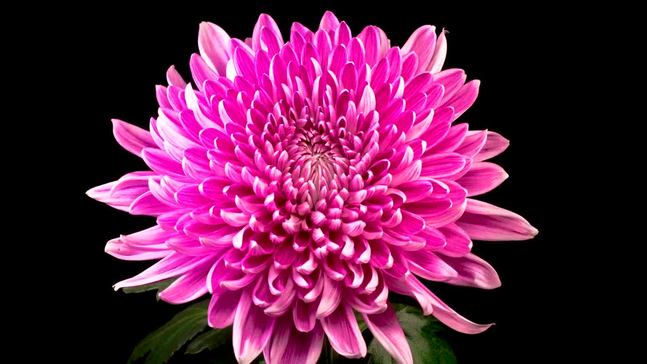 Delightful Pink chrysanthemum blossom gradually opening