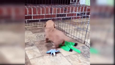 puppy in pretty clothes singing