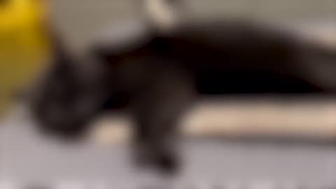 When animals do the MOST......