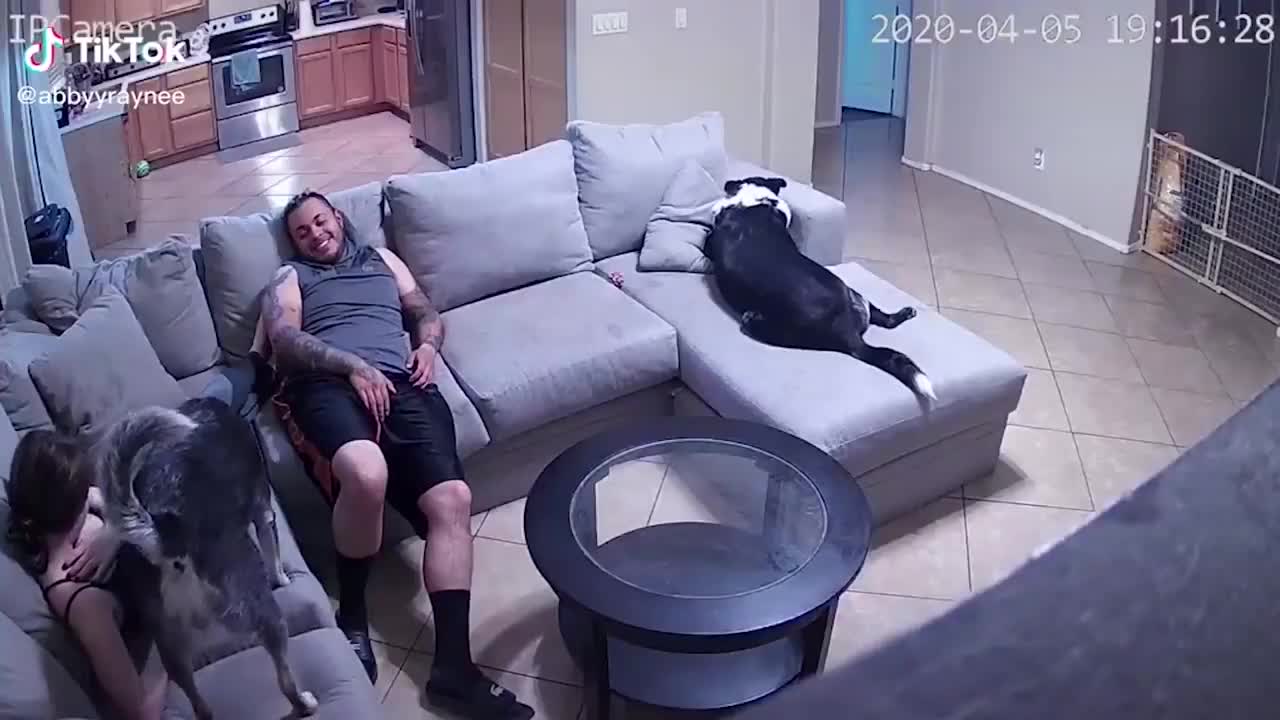 Try not to laugh challenge - Cute Dog Videos #18