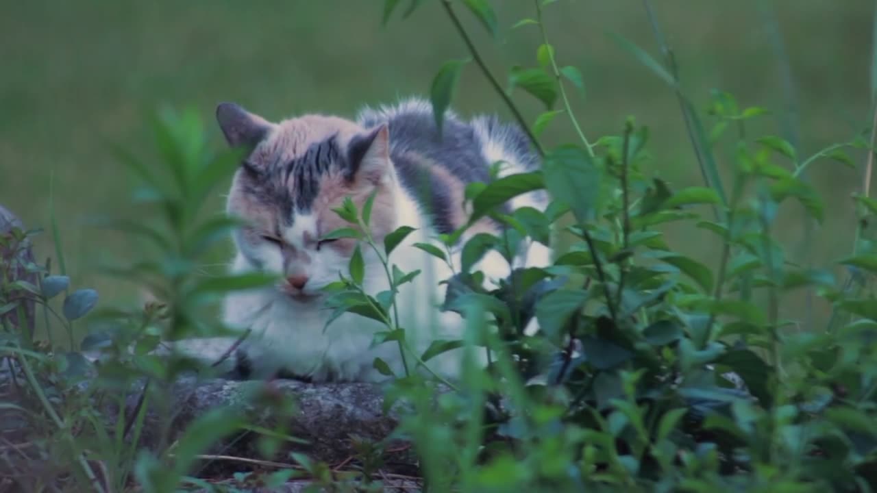 Beauty of cat💗🐈‍⬛