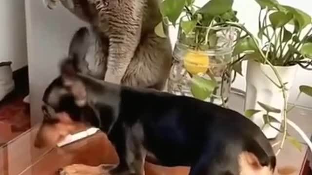 SOO FUNNY - FIGHTING - CAT VS DOG - #cat #dog #pet #shorts
