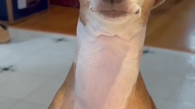 Why are you staring at such big eyes every day? bigger than eyes