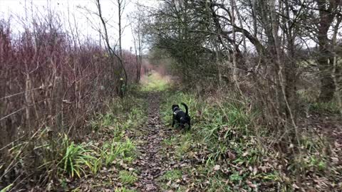 HANK THE BOXER CROSS GOES ON A HYPERLAPSE DOG WALK