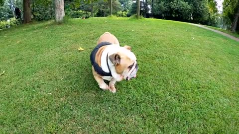 Dog Playing with grass