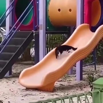"Feline Fun: The Joyful Adventures of a Cat on a Slide!"