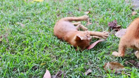 Young cats play in the garden