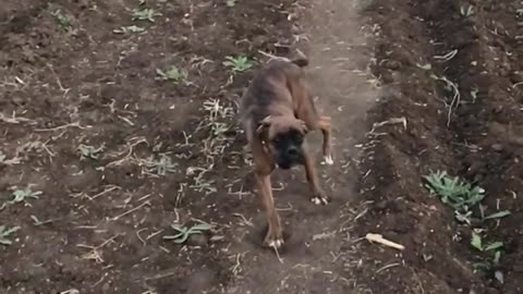 Boxer dog running slomo