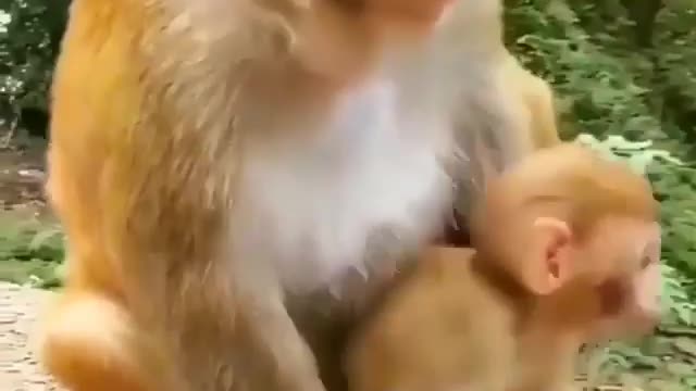 The little monkey loves its mother, so does the monkey mother..