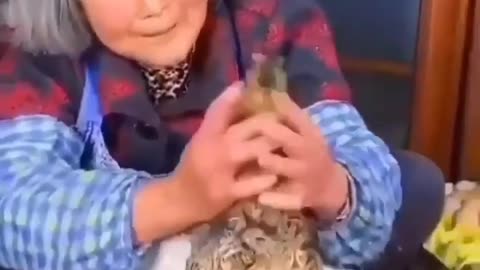 Chinese cooking and raising a chicken in seconds