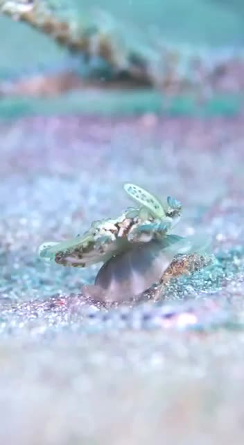 Dorippe crab living under the jellyfish