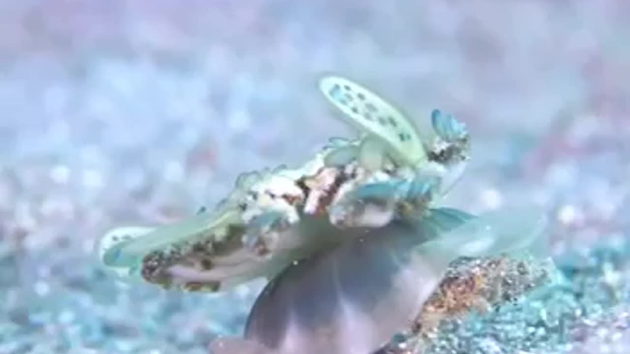 Dorippe crab living under the jellyfish