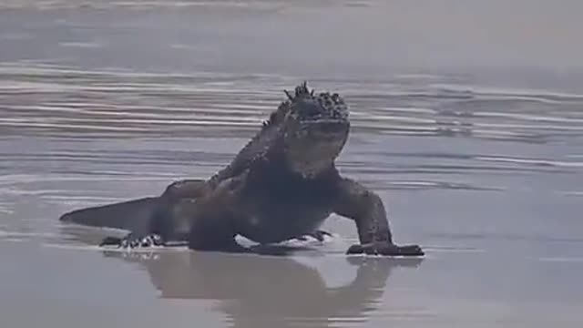 iguana in the Galapagos beach