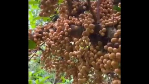 Beautiful tropical fruit season #fruitgarden