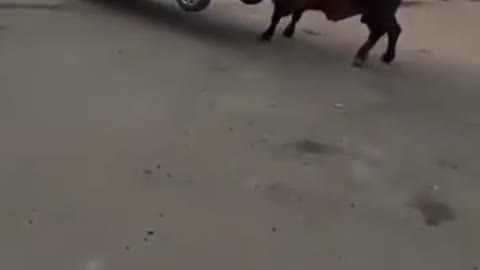 bull lifts car