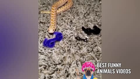 BEST Funny Animals Videos 2021