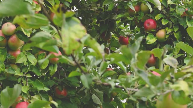 An Apple Tree Full Of Fruit Bearings