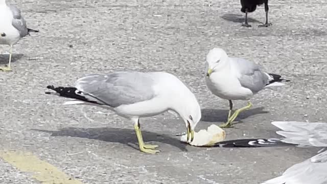 Seagulls & crow eat bread