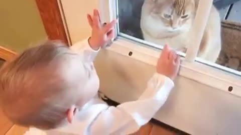 Cat funny videos with babies