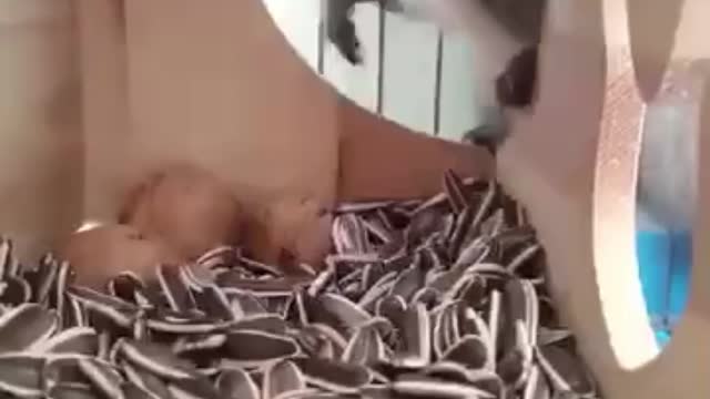 A little hamster who can collect food by himself