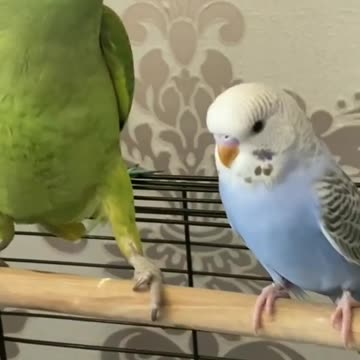 A wonderful view of the love bird with the parrot is very fun