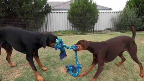 DOBERMAN!!! TUG OF WAR