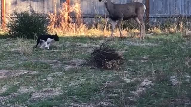 Dog running away and towards deer