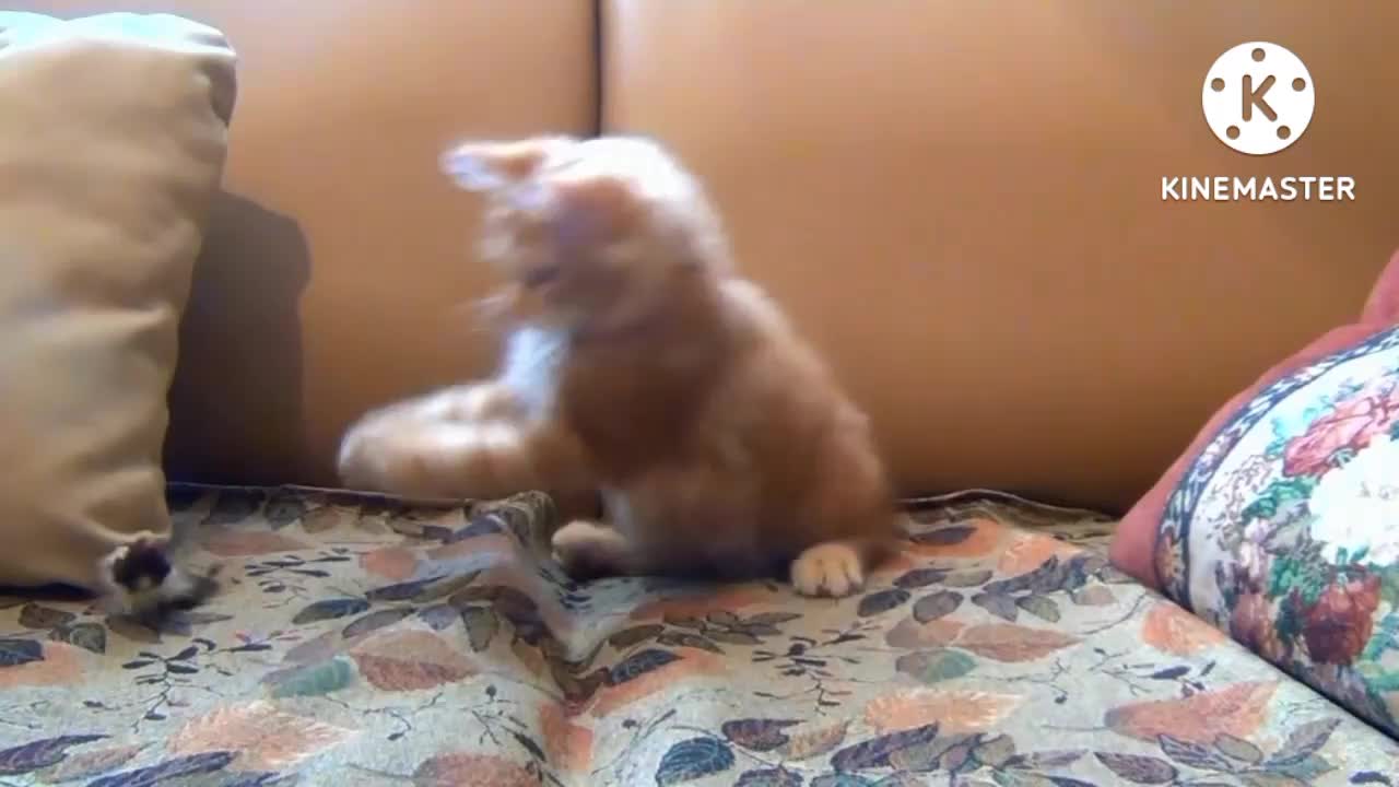 Cat playing with toy mouse funny clips...