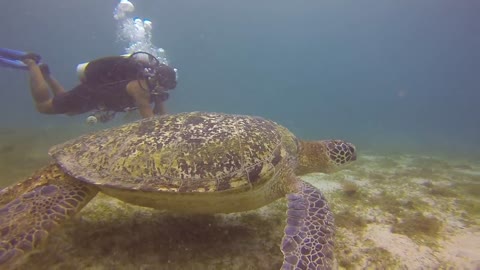 Giant Turtle