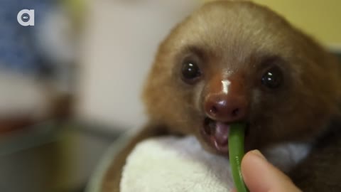 Eat Your Vegetables Like a Good Sloth!