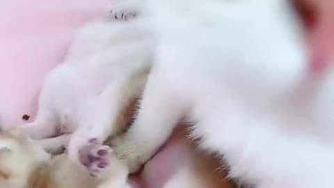 Blue eyes cat have new born kittens viral video