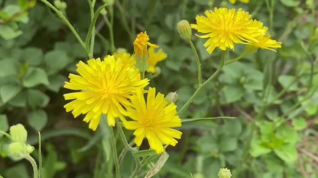 Yellow flowers are blown by the wind