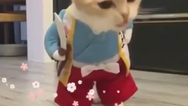 cat funny whatsapp videos