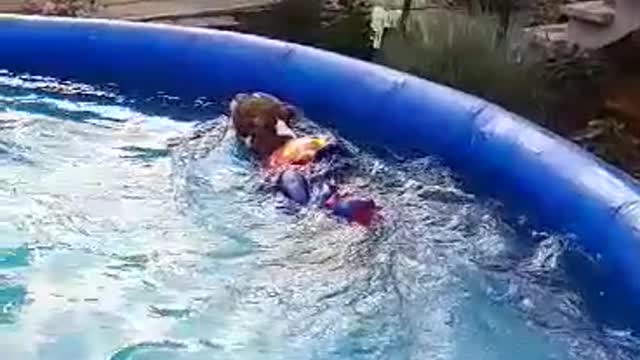 Super Boston Terrier flies into pool