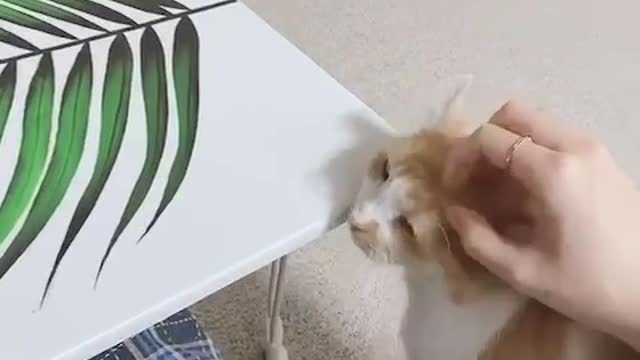 The appearance of a cat very good at being loved