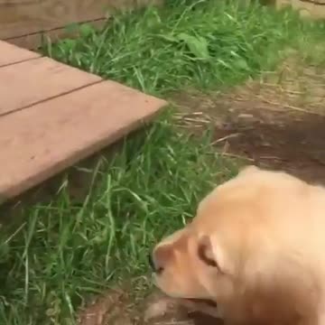 Milo and out puppet masters puppies