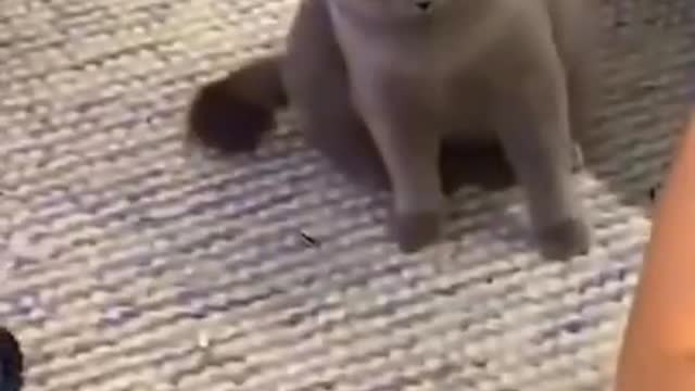 Mother (cat) reaction to owner playing with kitten