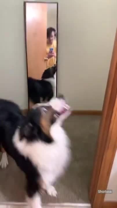Pup freaks out after seeing his own reflection