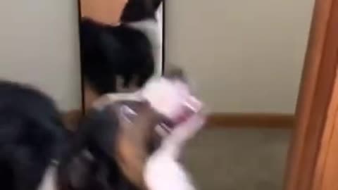 Pup freaks out after seeing his own reflection