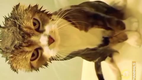 Funny cat