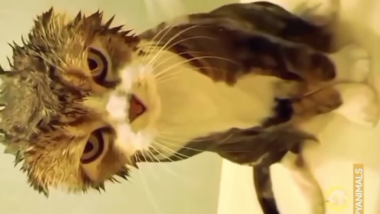 Funny cat